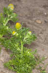 Pineapple weed <BR>Disc mayweed